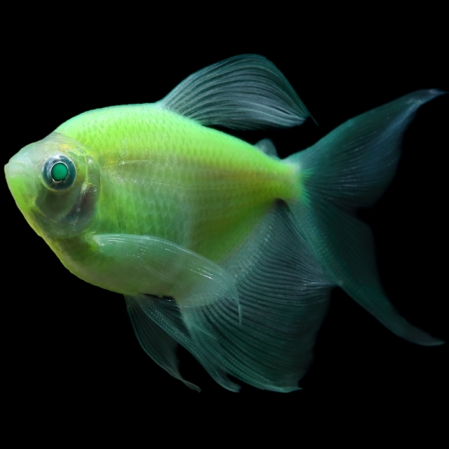 Glofish long shop fin tetra care